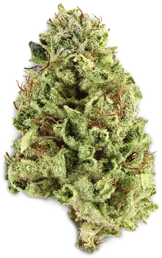 cannabis-bud-closeup-7iyw74qlxwqd4b0z-7iyw74qlxwqd4b0z.png